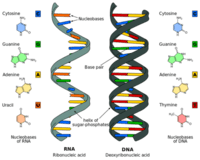 synteza rna i białek - Klasa 10 - Quiz