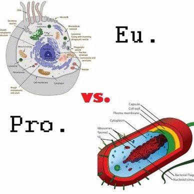 prokaryotes and eukaryotes - Grade 9 - Quizizz