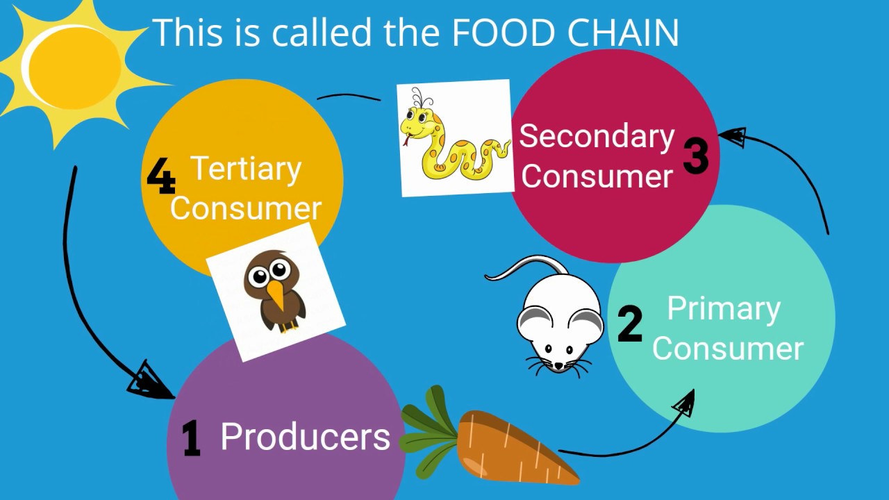 food chain - Grade 10 - Quizizz