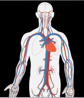 circulatory system diagram without labels