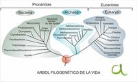 bacterias y arqueas - Grado 12 - Quizizz