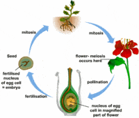 Flower parts, pollination and fertilisation