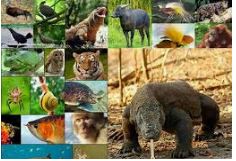 Keanekaragaman Hayati Di Indonesia Biology Quiz Quizizz