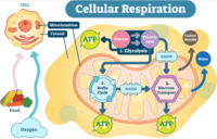 cellular respiration - Class 12 - Quizizz