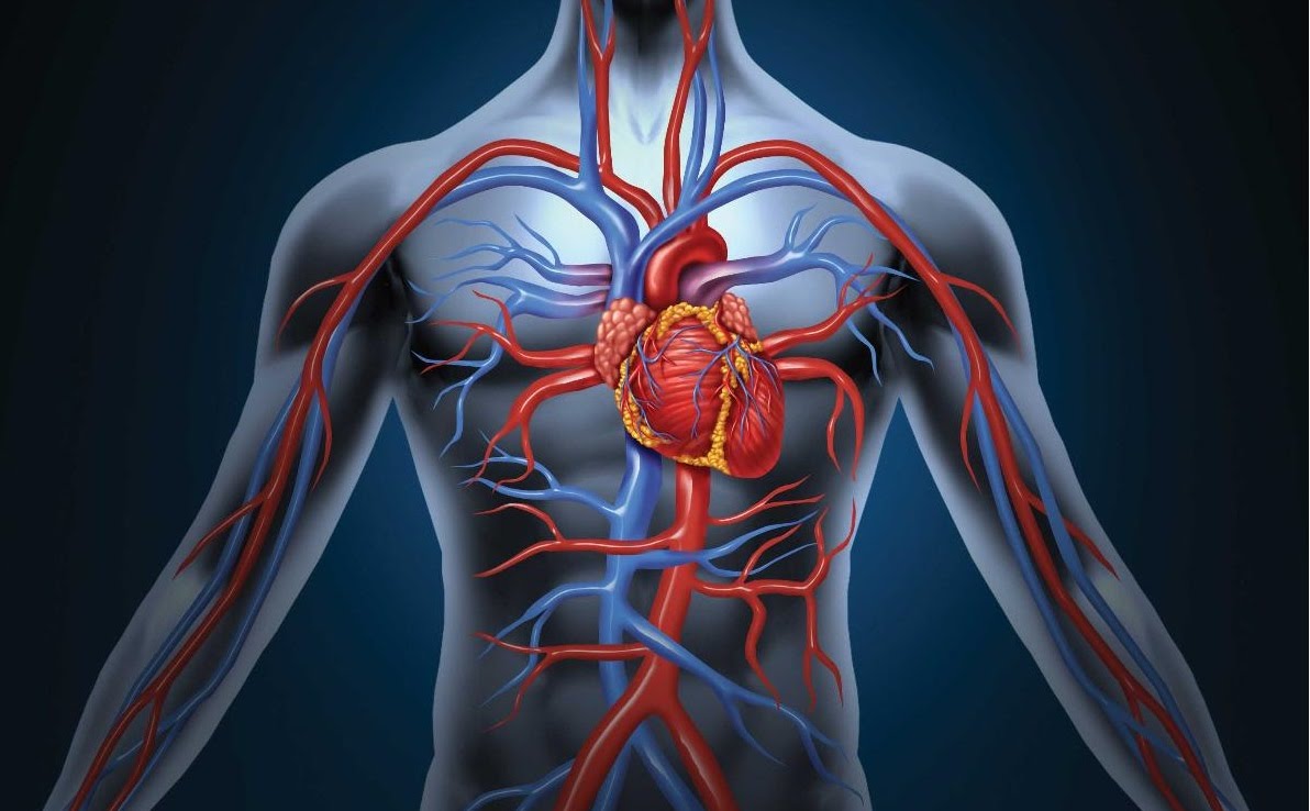 the circulatory and respiratory systems - Class 9 - Quizizz