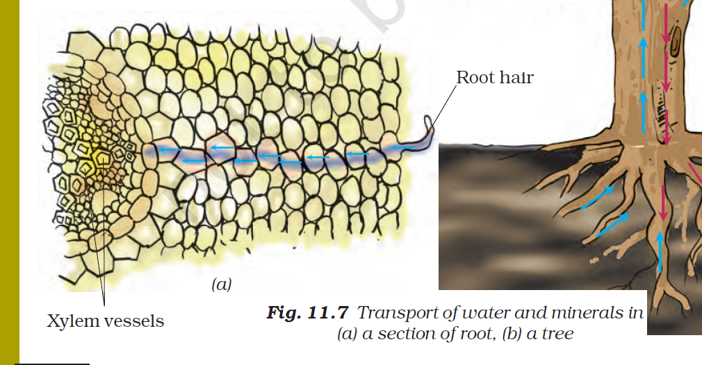 Transportation in Plants