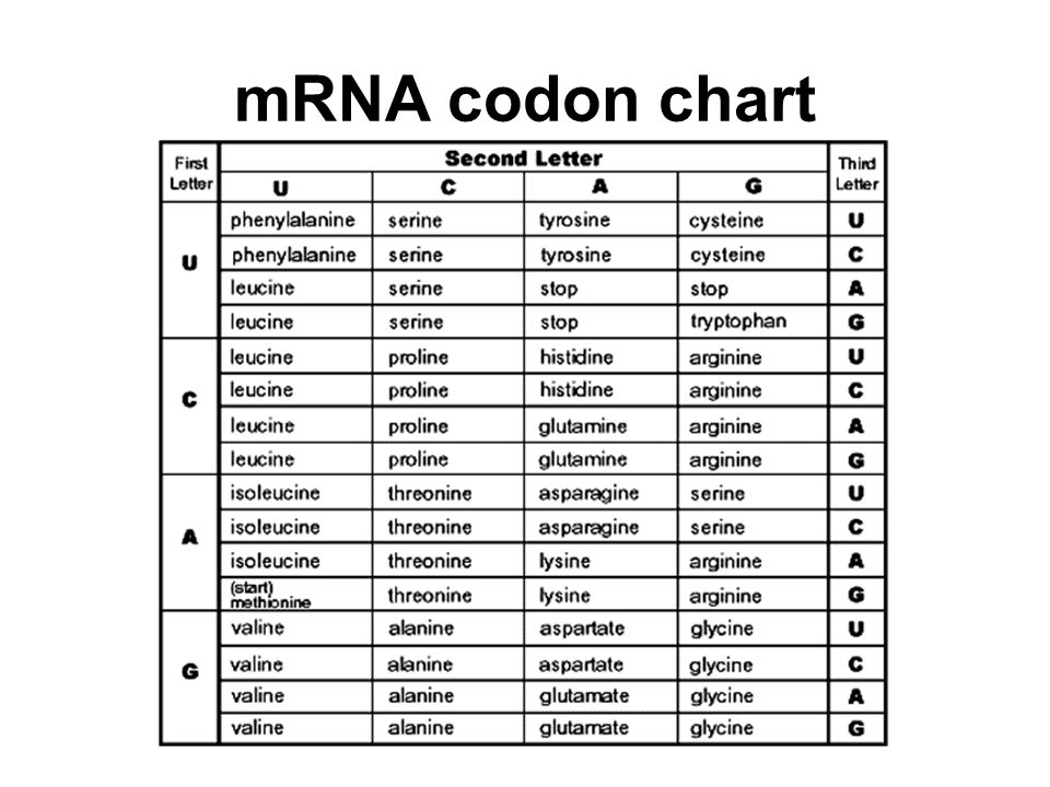 translation-genetics-quiz-quizizz