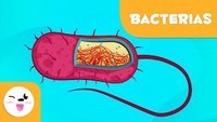 bacterias y arqueas - Grado 7 - Quizizz