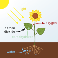 photosynthesis - Grade 4 - Quizizz