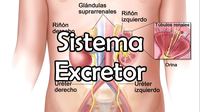 os sistemas digestivo e excretor - Série 5 - Questionário