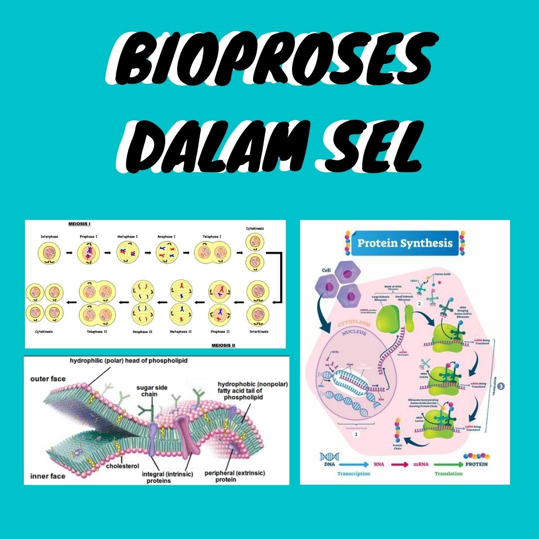 siklus sel dan mitosis - Kelas 11 - Kuis