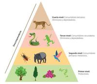 productores y consumidores - Grado 4 - Quizizz