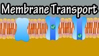 membranes and transport - Year 12 - Quizizz