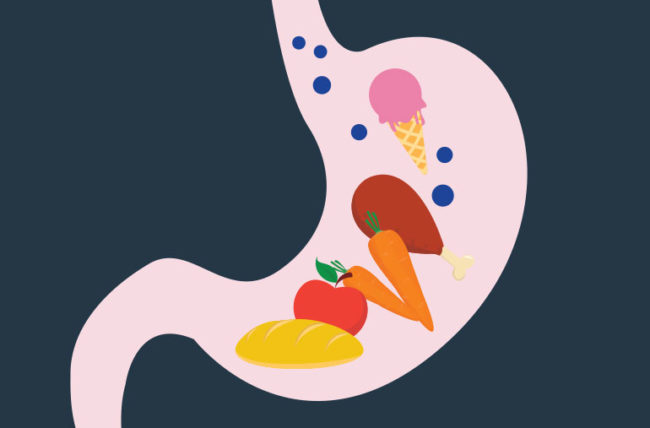 the digestive and excretory systems - Class 5 - Quizizz