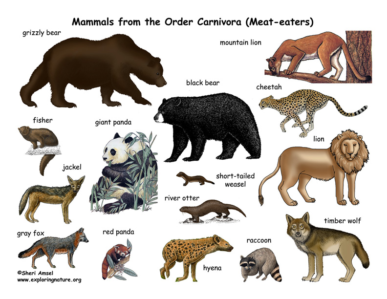 Carnivores | Science - Quizizz