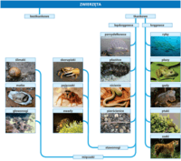 Zwierząt - Klasa 8 - Quiz