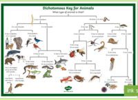 vertebrata dan invertebrata - Kelas 8 - Kuis