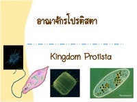 โคน Flashcards - แบบทดสอบ