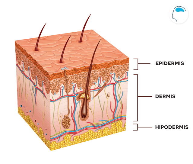 Caracter Sticas De La Piel Human Anatomy Quiz Quizizz Hot Sex Picture