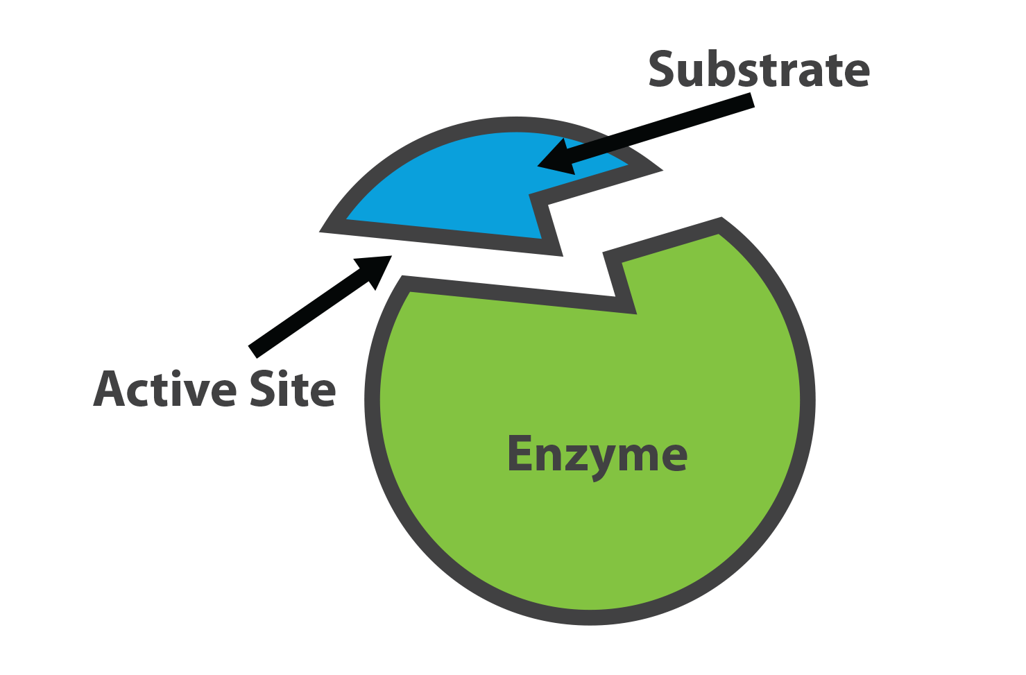 enzymes - Class 12 - Quizizz