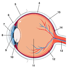 Parts of an Eyeball | 169 plays | Quizizz