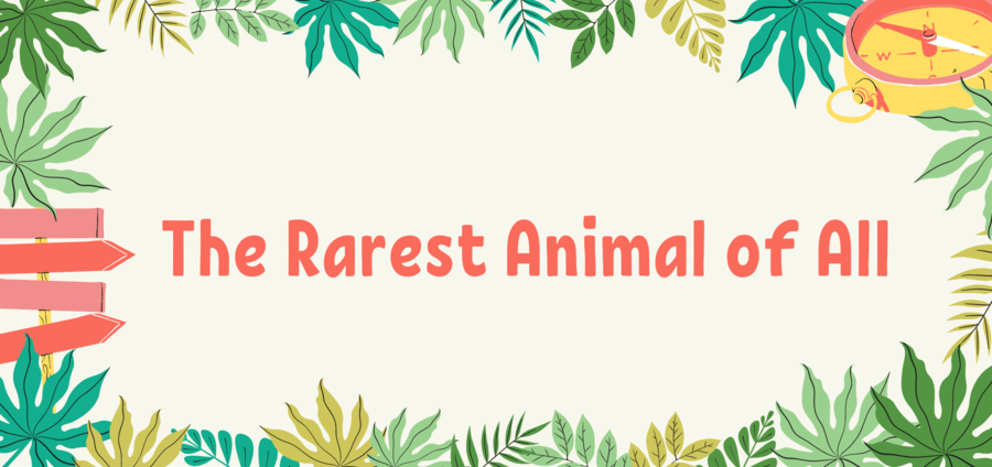 The Rarest Animal of All | English - Quizizz