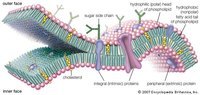 Biology - Year 12 - Quizizz