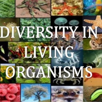 Classifying Living Things | Quizizz