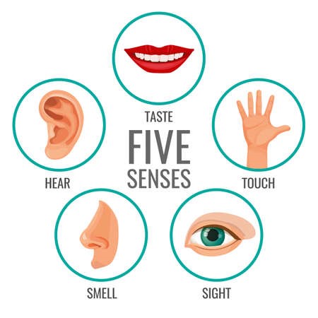 Quiz on 5 senses | Quizizz