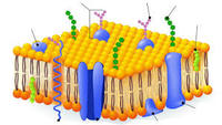 the cell membrane - Class 8 - Quizizz