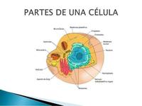 estructura de una celula - Grado 5 - Quizizz