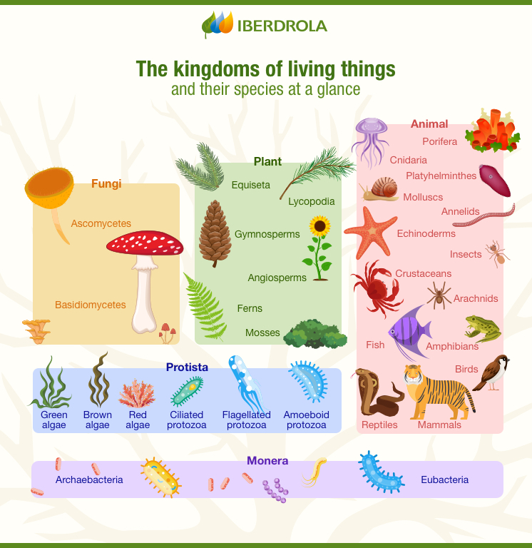 Types of Living Things