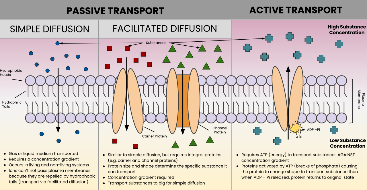 Passive and Active Transport | Science - Quizizz