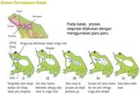 respirasi seluler - Kelas 5 - Kuis