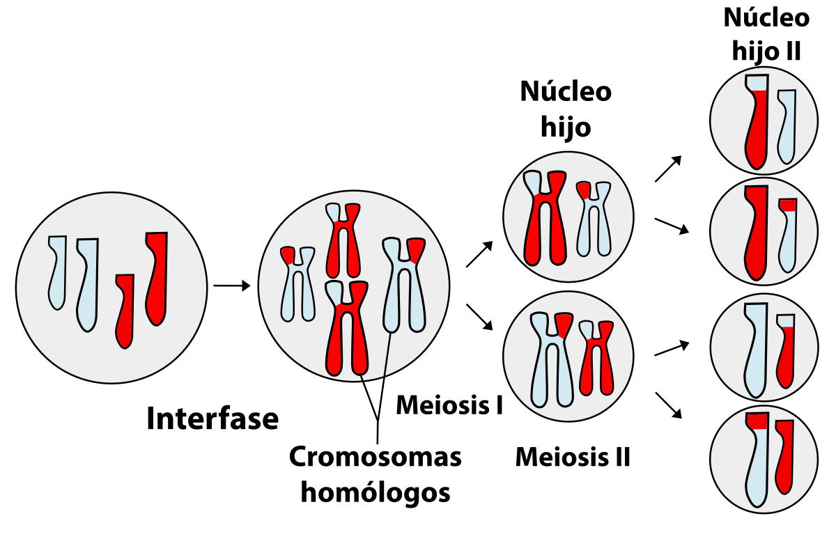 meiosis Flashcards - Quizizz