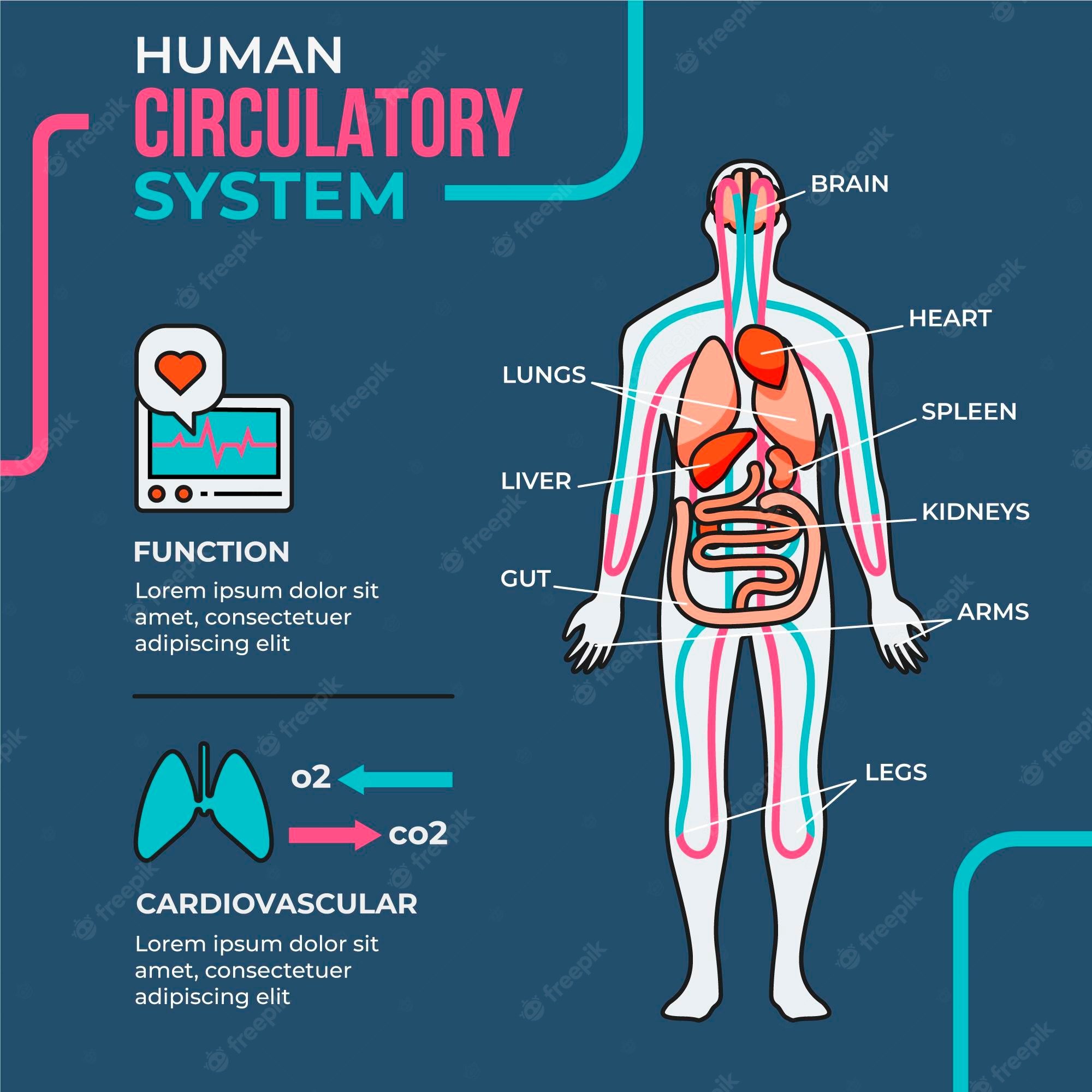 the reproductive system - Class 5 - Quizizz