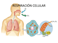 respiración celular - Grado 8 - Quizizz