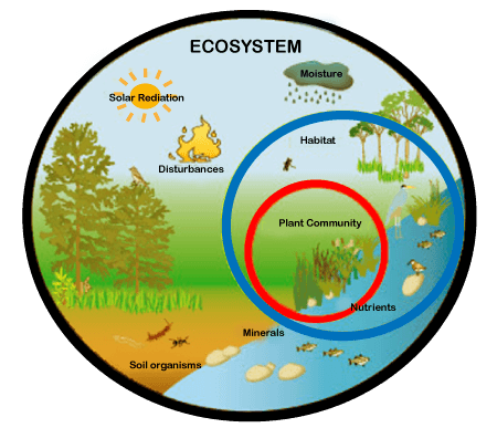 ecosystems - Grade 10 - Quizizz