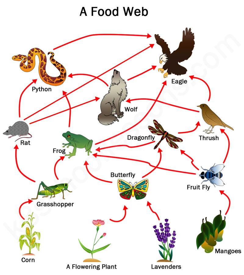 Food Webs Progress Monitoring | Science Quiz - Quizizz