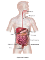the digestive and excretory systems - Class 12 - Quizizz