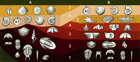 FOSSILS and the FOSSIL RECORD | Science - Quizizz