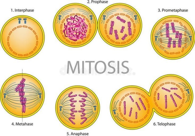 siklus sel dan mitosis - Kelas 9 - Kuis