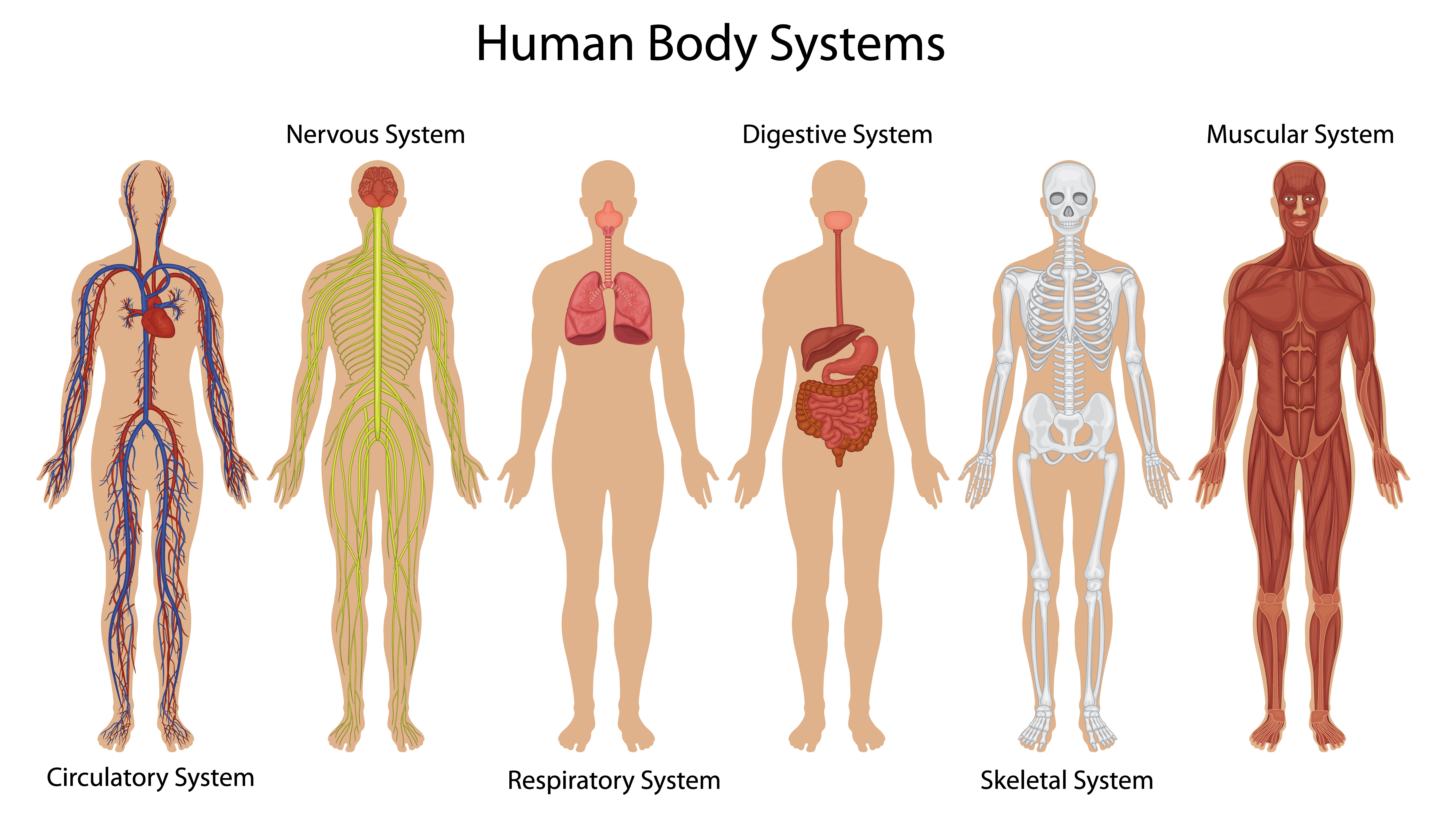 the digestive and excretory systems - Class 7 - Quizizz