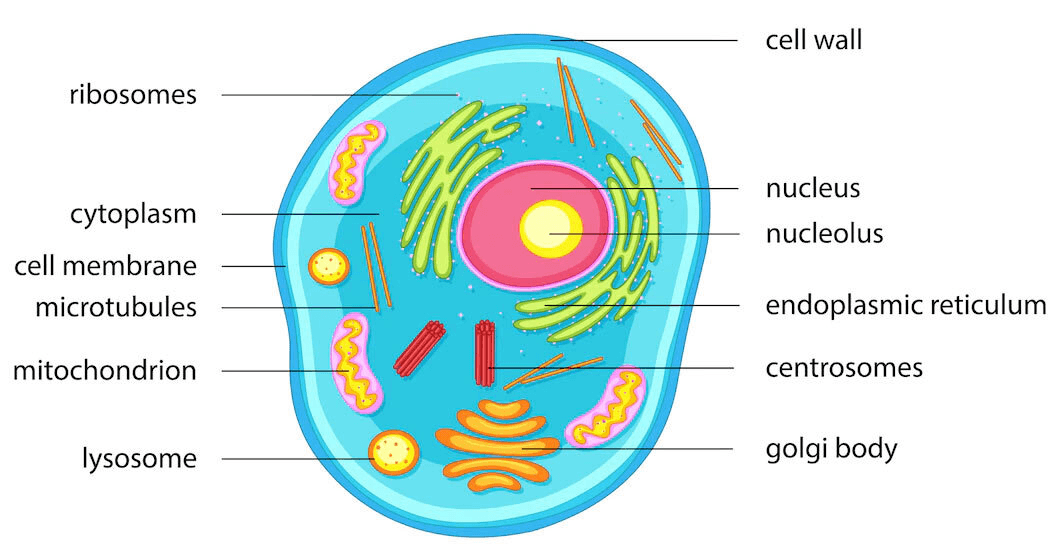 chromosome structure and numbers - Grade 10 - Quizizz