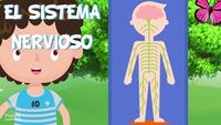 los sistemas nervioso y endocrino - Grado 6 - Quizizz