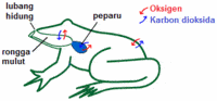 Objętość kuli - Klasa 9 - Quiz