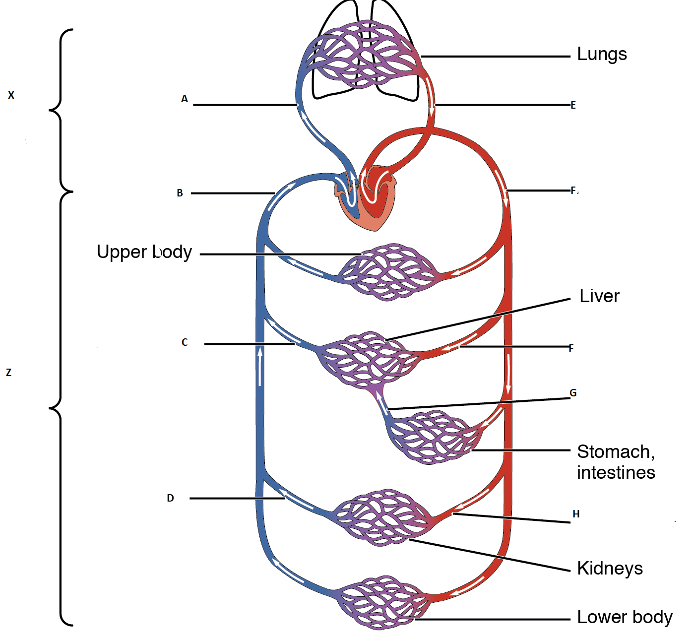 Major blood vessels | Circulatory System Quiz - Quizizz