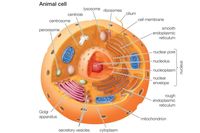 Animal Cells | Science Quiz - Quizizz