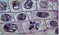 meiosis - Year 9 - Quizizz