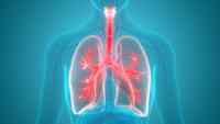 the circulatory and respiratory systems - Grade 3 - Quizizz